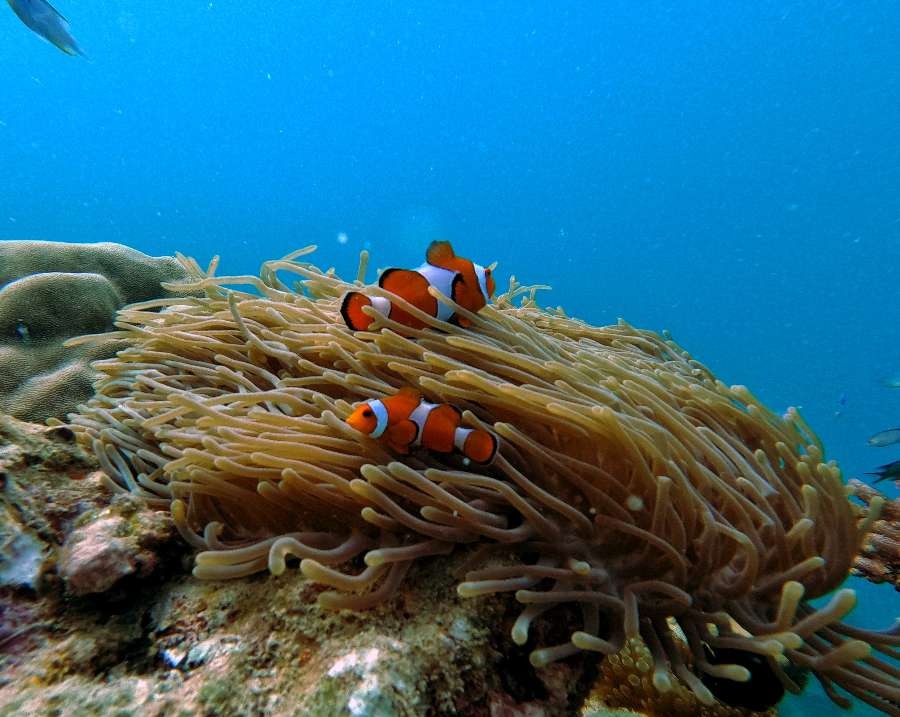 Nemo Reef